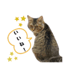 Familiaの猫スタンプ②（個別スタンプ：27）