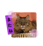 Familiaの猫スタンプ②（個別スタンプ：29）