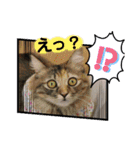 Familiaの猫スタンプ②（個別スタンプ：30）