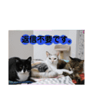 Familiaの猫スタンプ②（個別スタンプ：31）