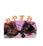 ニャンだー（個別スタンプ：1）