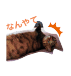 ニャンだー（個別スタンプ：2）