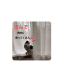 ニャンだー（個別スタンプ：4）