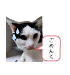 ニャンだー（個別スタンプ：8）
