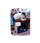 ニャンだー（個別スタンプ：9）