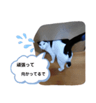 ニャンだー（個別スタンプ：12）