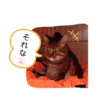 ニャンだー（個別スタンプ：14）