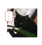 ニャンだー（個別スタンプ：15）