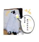 ニャンだー（個別スタンプ：16）