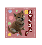 柴犬つむぎ     パピー編（個別スタンプ：2）