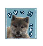 柴犬つむぎ     パピー編（個別スタンプ：3）