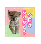 柴犬つむぎ     パピー編（個別スタンプ：4）