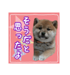 柴犬つむぎ     パピー編（個別スタンプ：6）