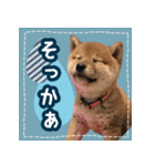 柴犬つむぎ     パピー編（個別スタンプ：9）