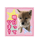 柴犬つむぎ     パピー編（個別スタンプ：12）