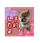 柴犬つむぎ     パピー編（個別スタンプ：13）