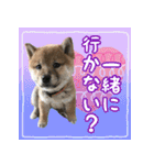 柴犬つむぎ     パピー編（個別スタンプ：14）