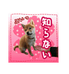 柴犬つむぎ     パピー編（個別スタンプ：15）