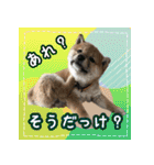 柴犬つむぎ     パピー編（個別スタンプ：16）