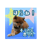 柴犬つむぎ     パピー編（個別スタンプ：18）