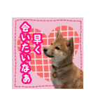 柴犬つむぎ     パピー編（個別スタンプ：20）