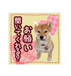 柴犬つむぎ     パピー編（個別スタンプ：21）