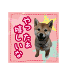 柴犬つむぎ     パピー編（個別スタンプ：22）