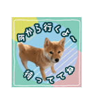 柴犬つむぎ     パピー編（個別スタンプ：24）