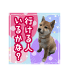 柴犬つむぎ     パピー編（個別スタンプ：25）