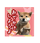 柴犬つむぎ     パピー編（個別スタンプ：26）