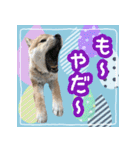 柴犬つむぎ     パピー編（個別スタンプ：27）