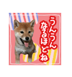 柴犬つむぎ     パピー編（個別スタンプ：28）