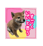 柴犬つむぎ     パピー編（個別スタンプ：29）