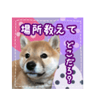 柴犬つむぎ     パピー編（個別スタンプ：30）