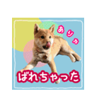 柴犬つむぎ     パピー編（個別スタンプ：31）