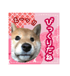 柴犬つむぎ     パピー編（個別スタンプ：32）