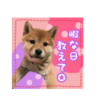 柴犬つむぎ     パピー編（個別スタンプ：34）