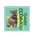 柴犬つむぎ     パピー編（個別スタンプ：37）