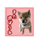 柴犬つむぎ     パピー編（個別スタンプ：38）