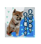 柴犬つむぎ     パピー編（個別スタンプ：39）