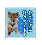 柴犬つむぎ     パピー編（個別スタンプ：40）