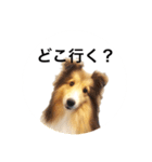 シェルティ♡サラ 2（個別スタンプ：2）