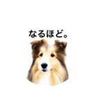 シェルティ♡サラ 2（個別スタンプ：3）