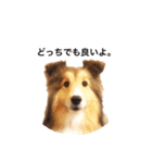 シェルティ♡サラ 2（個別スタンプ：4）