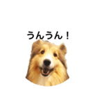 シェルティ♡サラ 2（個別スタンプ：5）