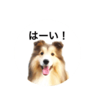シェルティ♡サラ 2（個別スタンプ：6）