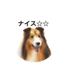 シェルティ♡サラ 2（個別スタンプ：7）