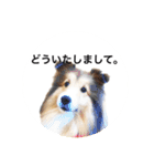 シェルティ♡サラ 2（個別スタンプ：8）