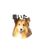 シェルティ♡サラ 2（個別スタンプ：9）