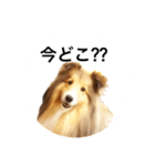 シェルティ♡サラ 2（個別スタンプ：10）